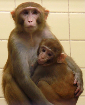 Mother-and-infant-nursing
